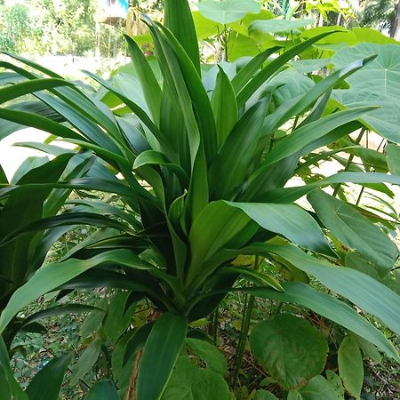Som Palmgarden Ξενοδοχείο Ko Lanta Εξωτερικό φωτογραφία