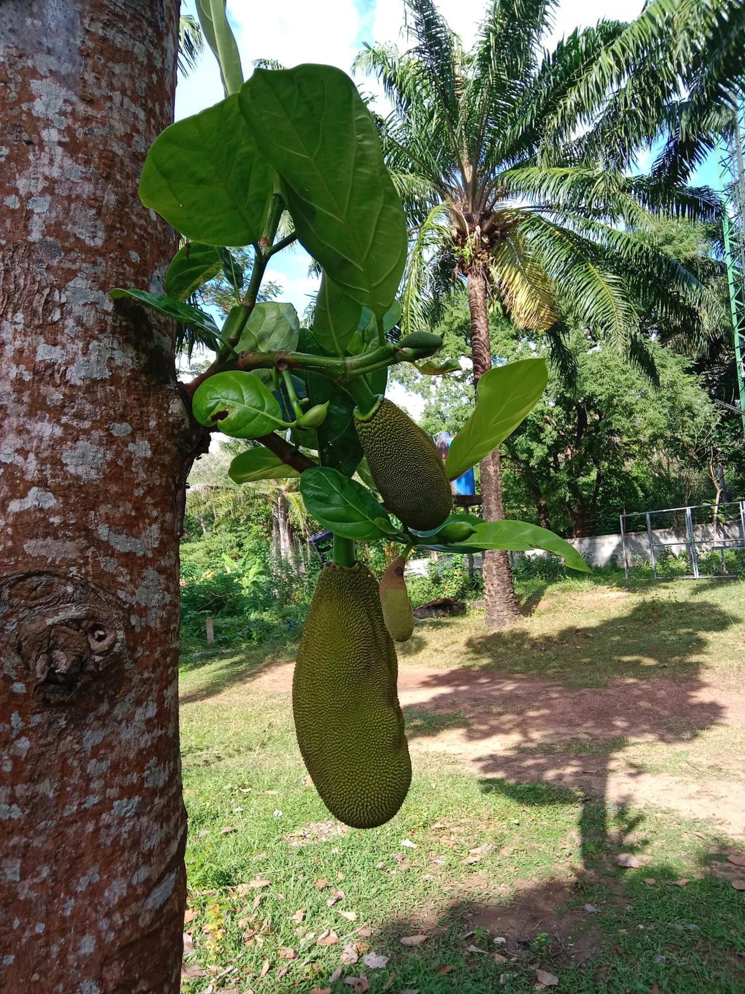 Som Palmgarden Ξενοδοχείο Ko Lanta Εξωτερικό φωτογραφία