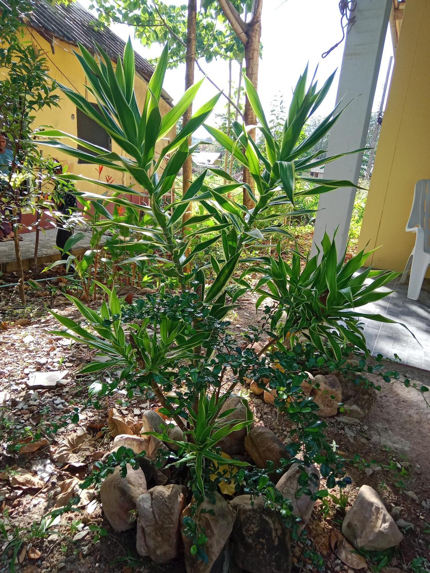 Som Palmgarden Ξενοδοχείο Ko Lanta Εξωτερικό φωτογραφία